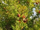 Pomegranates and Walnuts/ Nar ve Ceviz: a Sauce