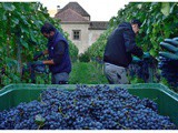 Vendemmia 2026: la viticoltura di precisione al banco di prova tra Albania, Chianti Classico e Alto Adige