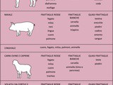 Quinto quarto: un’infografica per imparare a conoscerlo