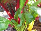 (Nearly) Wordless Wednesday: chard and a recipe