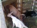(Nearly) Wordless Wednesday: goats