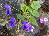 Candied violets - violette candite, step by step