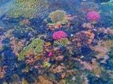 Coral in Eua