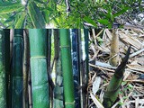 Covid-19 recipe 9: foraging for bamboo