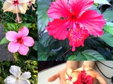 Denarau, Fiji and flowers