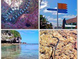 Niue Sea Snakes
