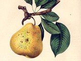 Pear Cinnamon Jam Recipe