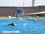 Αγαπημένα δελφίνια, χαρά μικρών και μεγάλων