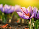 Saffron Benefits for Health and Wellness