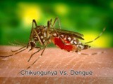 Chikungunya and Dengue – Causes, Symptoms and Prevention