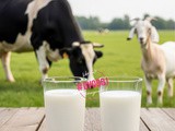 Kravje mleko vs. Kozje mleko – Kateri je zmagovalec za vas