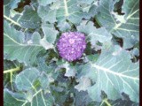 Broccolo da ricacci in padella / sautéed purple sprouting broccoli