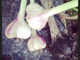 Cesto d'aglio / basket of garlic