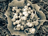 Semi di nasturzio / nasturtium seeds