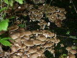 On a Mushroom Hunt