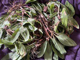 Ramps season is here