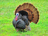 Your first Thanksgiving turkey