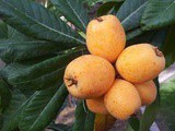 Loquat-Orange Preserves
