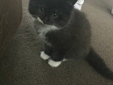 Meet Alan the Kitten