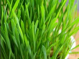 Wheatgrass - How To Grow Wheatgrass At Home