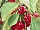 Frutta di stagione: La ciliegia