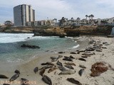 The seals of La Jolla Cove, San Diego ca