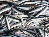 Anchovies – Why you need them in your diet