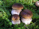 Porcini Mushrooms: Health Food of the Year