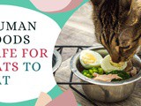 5 best Human foods safe for Cats