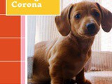 How to take care of pets during Corona