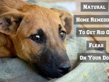 Natural Home Remedies to Get Rid of Fleas on your Dog