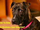 Top 6 Home Remedies to Cure Dog Diarrhoea and Vomiting