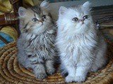 Why Indians Prefer Persian Cats Over Indie Cats