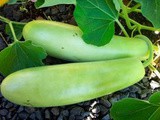 Pictures of Indian Gourds and Squash