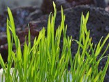 5 Benefits of Wheatgrass