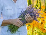 Why Farmers Markets In These 6 States Smell Like French Lavender