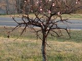 Our  Lil  Peach Tree, Part 1