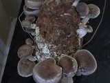 Growing Mushrooms in my Dining Room