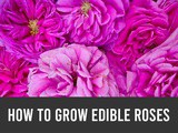 How to Grow Edible Roses for Irresistible Jam, Jellies, Beauty Products, and Beyond