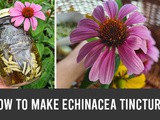 How to make echinacea tincture