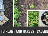 How to plant and harvest calendula