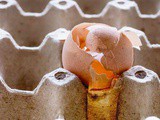 The Salmonella Survival Guide: What You Need to Know