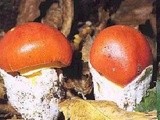 Recipes from liguria: funghi (ovoli) e patate in padella – ovuli and potatoes pan