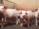 Over de onzin van een varkensfabriek