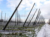 Terug naar de heimat: hopscheuten