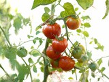 How to Grow Tomatoes in Pots (Step by Step w/ Photos)