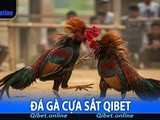 Trải Nghiệm Hồi Hộp Với Đá Gà Cựa Sắt Trực Tuyến Tại QiBet