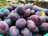 Happy plum overkill