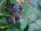 Picking Blackberries & my Blackberry Madeira Pie Recipe
