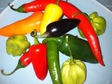 Red Hot... Glorious Chillies